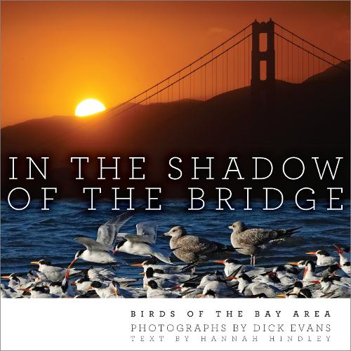 Паперова книга «In the Shadow of the Bridge: Birds of the Bay Area», автор Дік Еванс - фото №1