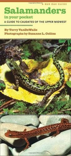 Паперова книга «Salamanders in Your Pocket: A Guide to Caudates of the Upper Midwest», автор Террі ВанДеВалле - фото №1