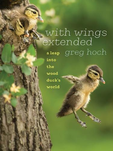 Бумажная книга «With Wings Extended: A Leap into the Wood Duck's World», автор Грег Хох - фото №1