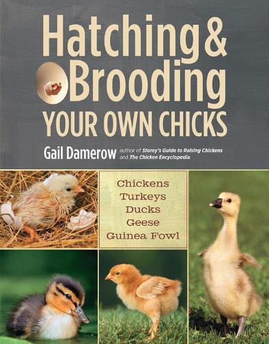Бумажная книга «Hatching & Brooding Your Own Chicks: Chickens, Turkeys, Ducks, Geese, Guinea Fowl», автор Гейл Дамероу - фото №1