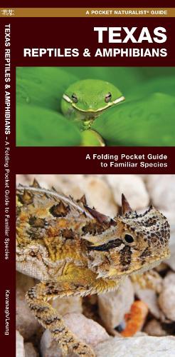 Бумажная книга «Texas Reptiles & Amphibians: A Folding Pocket Guide to Familiar Species», автор Джеймс Кавана - фото №1