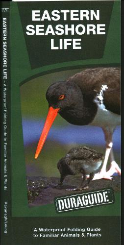 Бумажная книга «Eastern Seashore Life: A Waterproof Folding Guide to Familiar Animals & Plants», автор Джеймс Кавана - фото №1