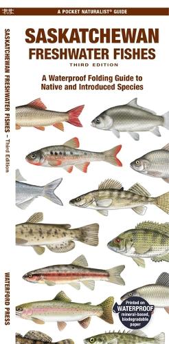 Бумажная книга «Saskatchewan Freshwater Fishes: A Waterproof Folding Guide to Native and Introduced Species», авторов Кристофер Соммерс, Мэтью Моррис - фото №1