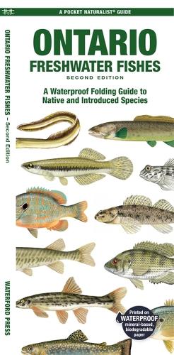 Бумажная книга «Ontario Freshwater Fishes: A Waterproof Folding Guide to Native and Introduced Species», автор Мэтью Моррис - фото №1