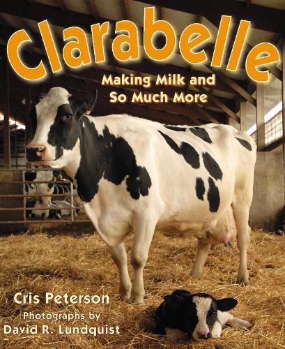 Паперова книга «Clarabelle: Making Milk and So Much More», автор Крис Петерсон - фото №1