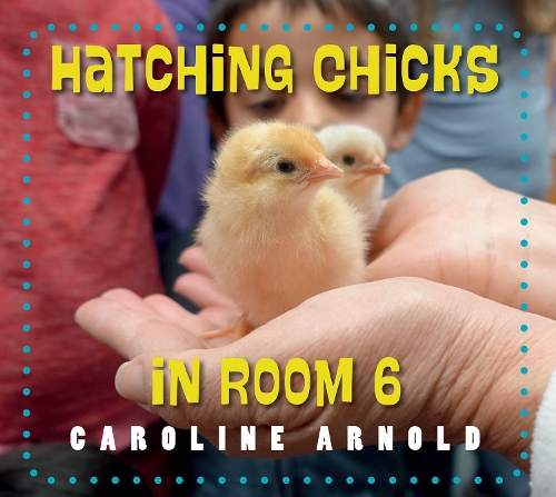 Бумажная книга «Hatching Chicks in Room 6», автор Каролина Арнольд - фото №1
