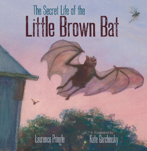 Паперова книга «The Secret Life of the Little Brown Bat», автор Лоуренс Прінгл - фото №1