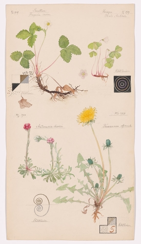 [object Object] «Hilma af Klint: What Stands Behind the Flowers» - фото №1