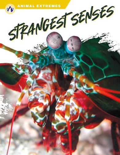 Бумажная книга «Strangest Senses», автор Эшли Гиш - фото №1