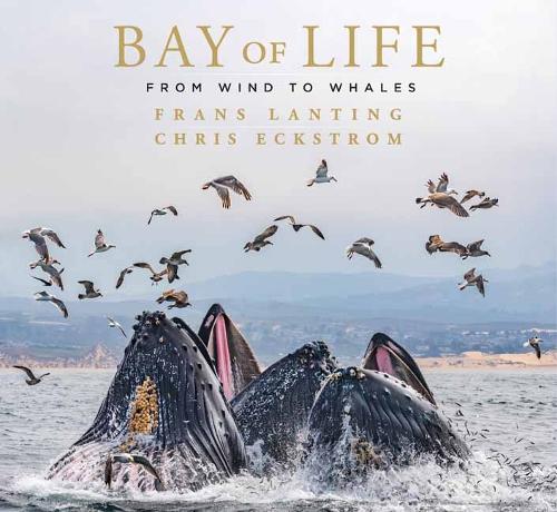 Бумажная книга «Bay of Life: From Wind to Whales», авторов Крис Экстром, Франс Лантинг - фото №1