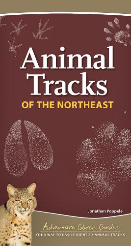 Бумажная книга «Animal Tracks of the Northeast: Your Way to Easily Identify Animal Tracks», автор Джонатан Поппел - фото №1