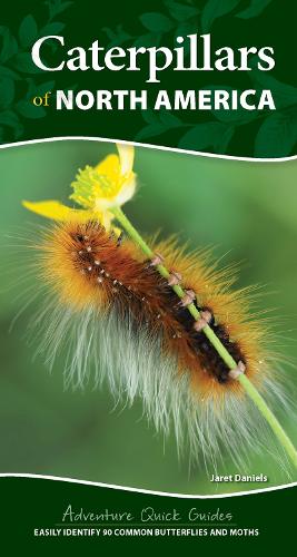 Бумажная книга «Caterpillars of North America: Easily Identify 90 Common Butterflies and Moths», автор Джарет К. Дэниелс - фото №1