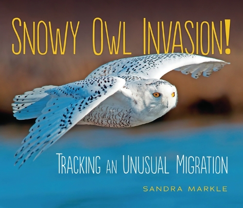 Бумажная книга «Snowy Owl Invasion!: Tracking an Unusual Migration», автор Сандра Маркл - фото №1