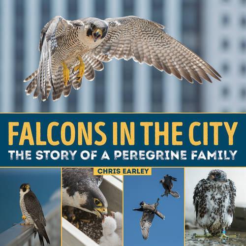 Бумажная книга «Falcons in the City: The Story of a Peregine Family», автор Крис Эрли - фото №1