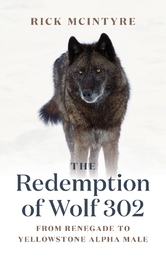 Бумажная книга «The Redemption of Wolf 302: From Renegade to Yellowstone Alpha Male», автор Рик Макинтайр - фото №1