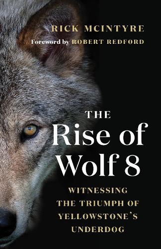 Бумажная книга «The Rise of Wolf 8: Witnessing the Triumph of Yellowstone's Underdog», автор Рик Макинтайр - фото №1