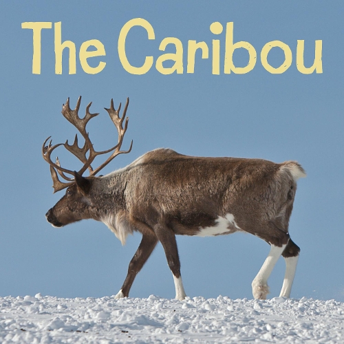 Бумажная книга «The Caribou: English Edition», автор Arvaaq Press - фото №1