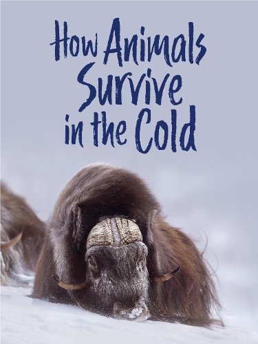 Бумажная книга «How Animals Survive in the Cold: English Edition», автор Келли Грэм - фото №1