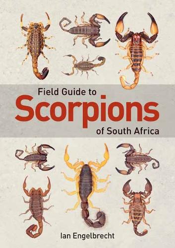 Паперова книга «Field Guide to Scorpions of South Africa», автор Ян Енгельбрехт - фото №1