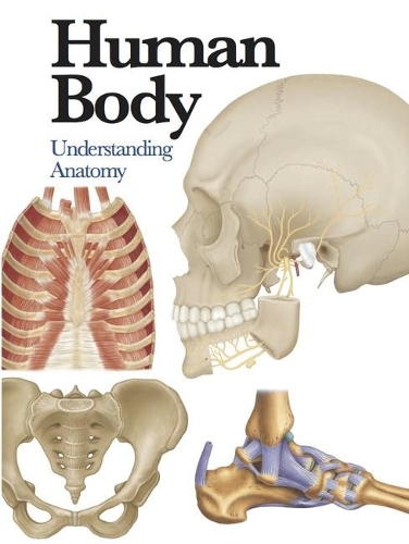 Паперова книга «Human Body: Understanding Anatomy», автор Джейн де Бург - фото №1