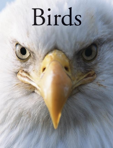 Бумажная книга «Birds», авторов Пола Хаммонд, Пер Кристиансен - фото №1