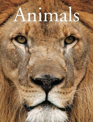 Бумажная книга «Encyclopedia of Animals», автор Дэвид Олдертон - фото №1