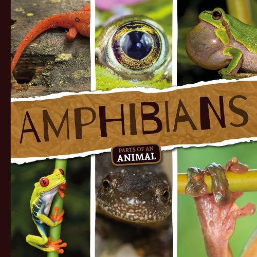 Бумажная книга «Amphibians», автор Эмили Дюфрен - фото №1