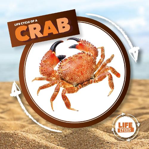 Бумажная книга «Crab», автор Керсти Холмс - фото №1