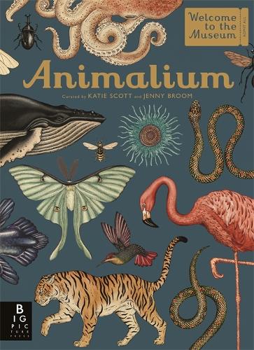 Бумажная книга «Animalium», автор Дженни Брум - фото №1