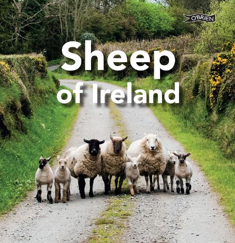 Бумажная книга «Sheep of Ireland», автор Сара О'Коннор - фото №1