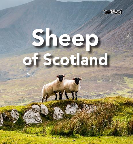 Бумажная книга «Sheep of Scotland», автор Сара О'Коннор - фото №1