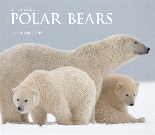 Бумажная книга «Polar Bears: A Life Under Threat», автор Мишель Равицки - фото №1