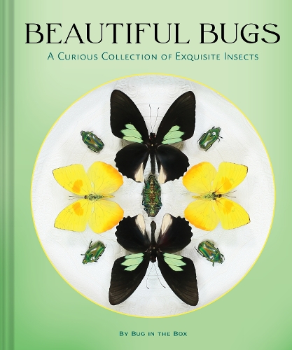 Бумажная книга «Beautiful Bugs: A Curious Collection of Exquisite Insects», автор Bug In The Box - фото №1