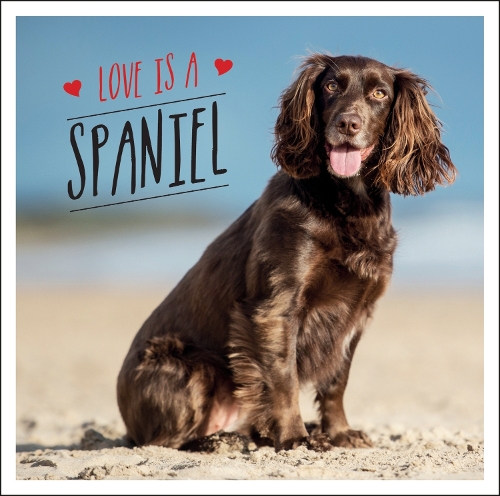 Бумажная книга «Love is a Spaniel: A Dog-Tastic Celebration of the World’s Most Lovable Breed», автор Чарли Эллис - фото №1