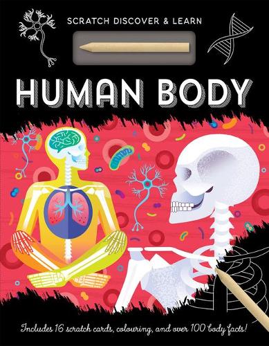 Паперова книга «Human Body», автор Сьюзен Мейес - фото №1