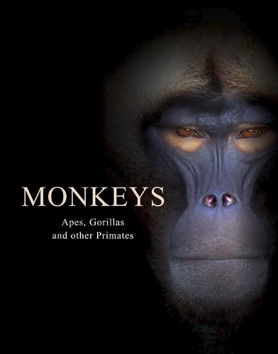 [object Object] «Monkeys: Apes, Gorillas and other Primates», автор Том Джексон - фото №1
