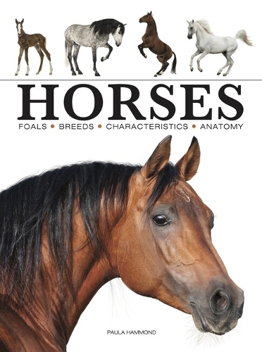 Бумажная книга «Horses», автор Пола Хаммонд - фото №1