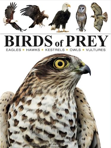 Бумажная книга «Birds of Prey», автор Том Джексон - фото №1