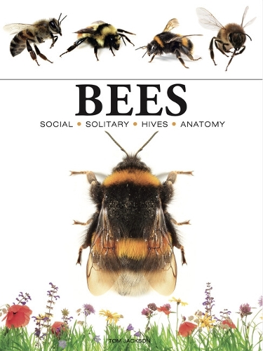 Бумажная книга «Bees», автор Том Джексон - фото №1