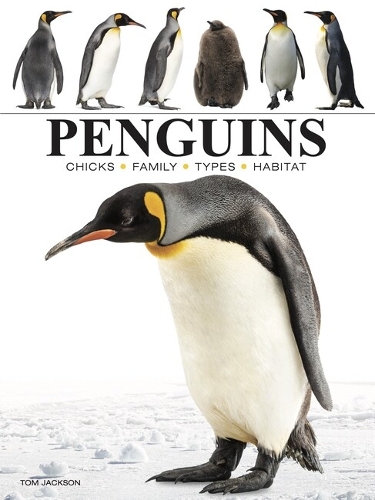 Бумажная книга «Penguins», автор Том Джексон - фото №1