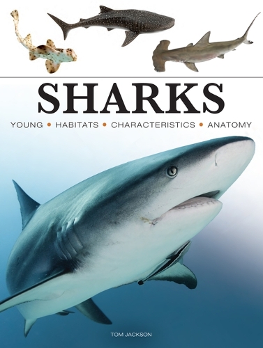 Бумажная книга «Sharks & Underwater Predators», автор Том Джексон - фото №1