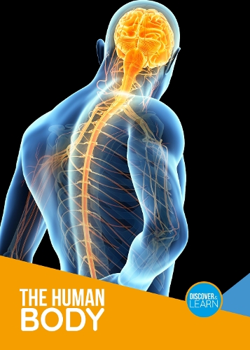 Бумажная книга «The Human Body», автор Джоанна Брандл - фото №1