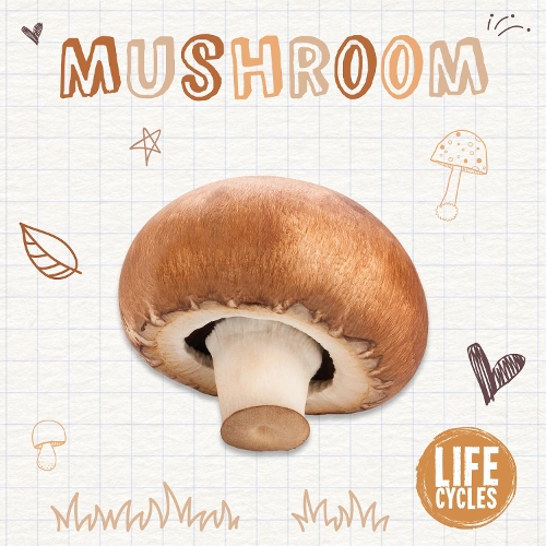 [object Object] «Mushroom», автор Бренда Макхейл - фото №1