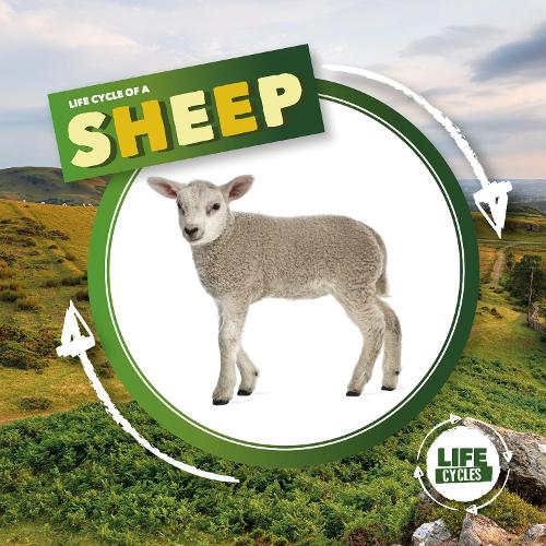 Бумажная книга «Life Cycle of a Sheep», автор Керсти Холмс - фото №1