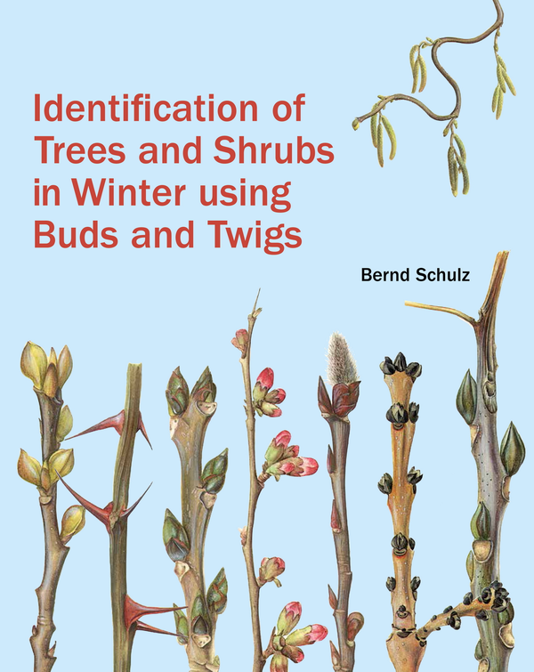 Бумажная книга «Identification of Trees and Shrubs in Winter Using Buds and Twigs» - фото №1