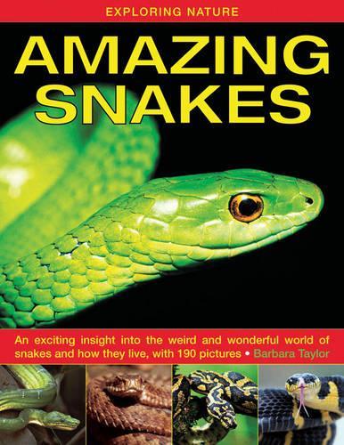 Бумажная книга «Exploring Nature: Amazing Snakes: an Exciting Insight into the Weird and Wonderful World of Snakes and How They Live, with 190 Pictures», автор Барбара Тейлор - фото №1