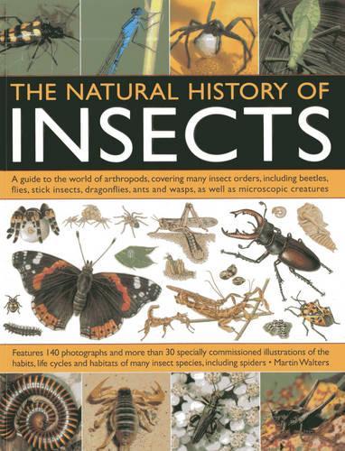 Бумажная книга «Natural History of Insects», автор Мартин Уолтерс - фото №1