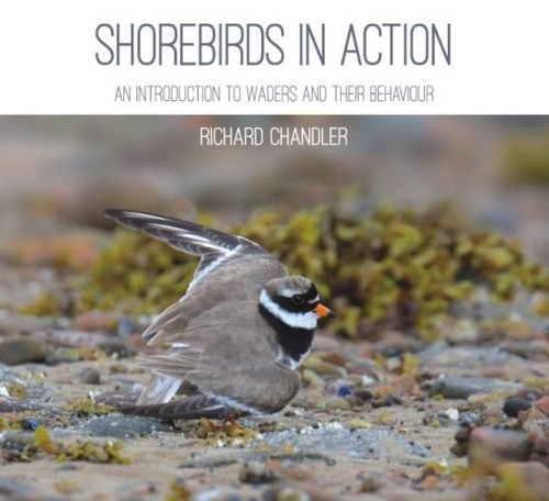 Бумажная книга «Shorebirds in Action: An Introduction to Waders and Their Behaviour», автор Ричард Чандлер - фото №1