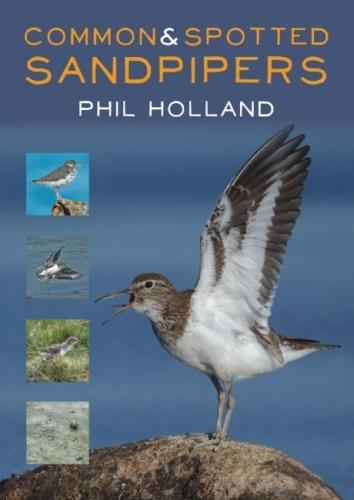 Бумажная книга «Common and Spotted Sandpipers», автор Фил Холланд - фото №1