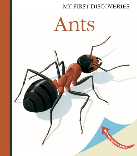 Паперова книга «Ants», автор Рене Меттлер - фото №1